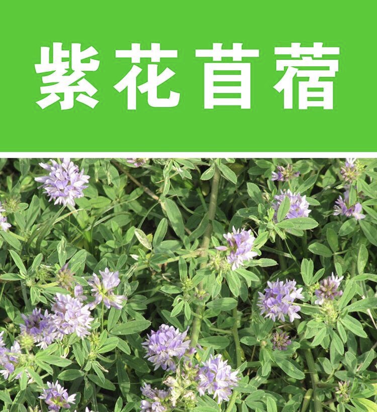 紫花苜蓿