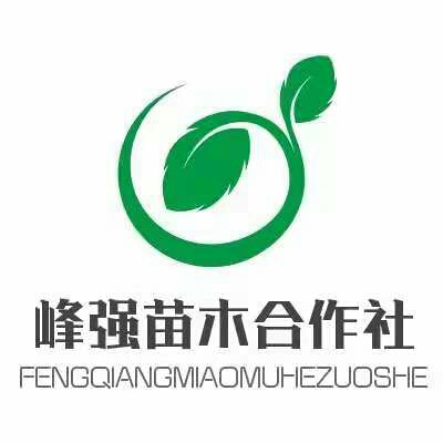 软籽石榴苗 当年挂果 提供种植技术 包品种