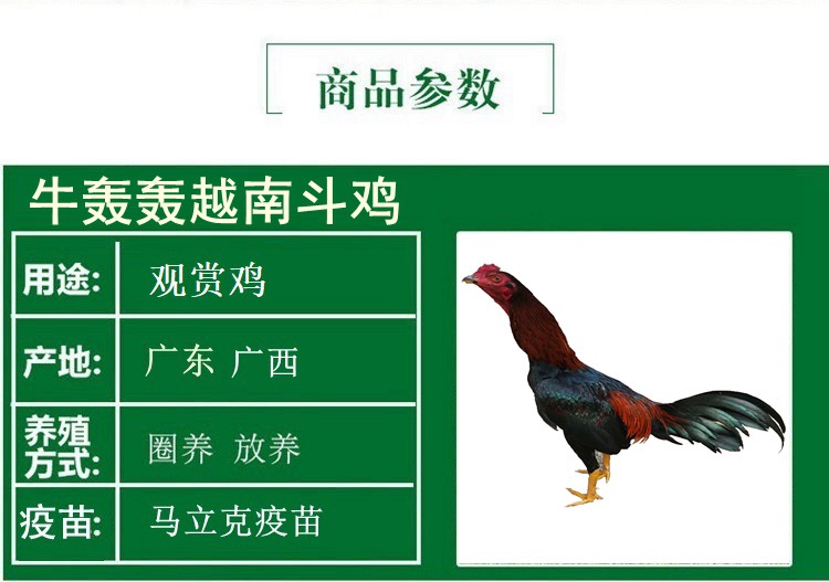 [斗鸡苗批发]斗鸡苗价格35元/只 - 惠农网