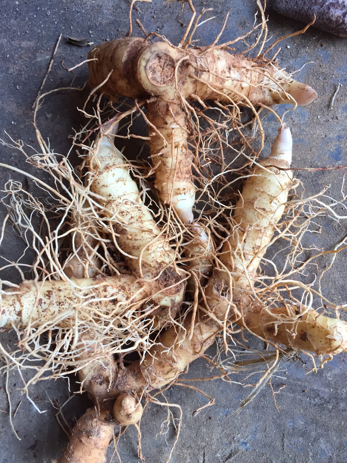 供应大厅  种子种苗  玉竹种苗   商品详情 地址:湖南郴州市桂阳县.