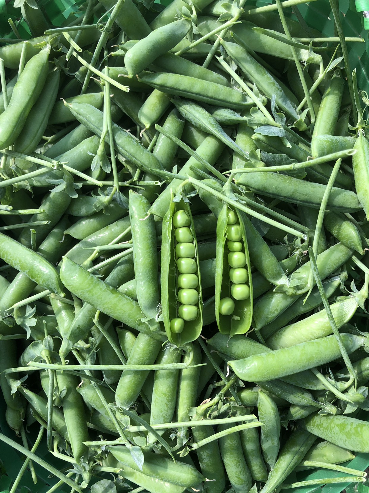 长寿仁豌豆 10-12cm 饱满