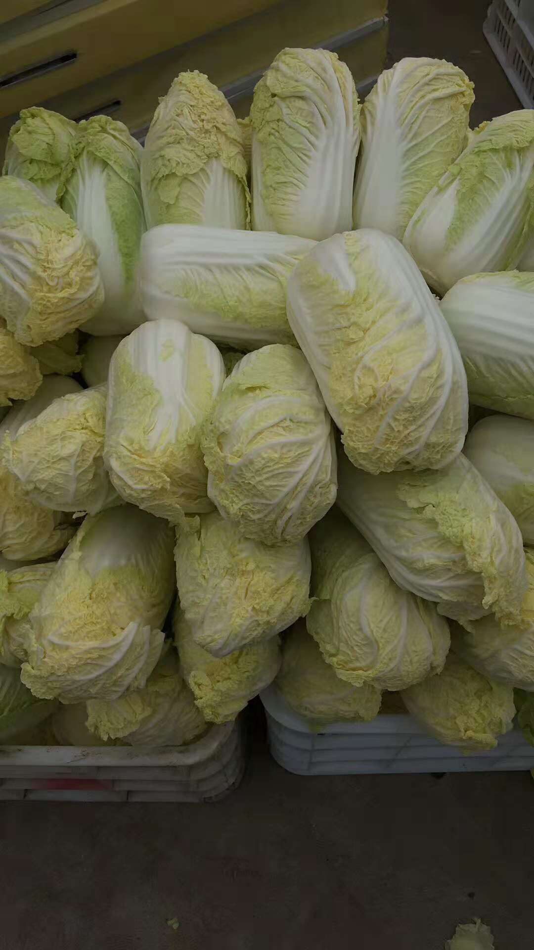 商品详情 基地娃娃菜大量上市-精赑7两到81两一15黄色一提供包装-打冷
