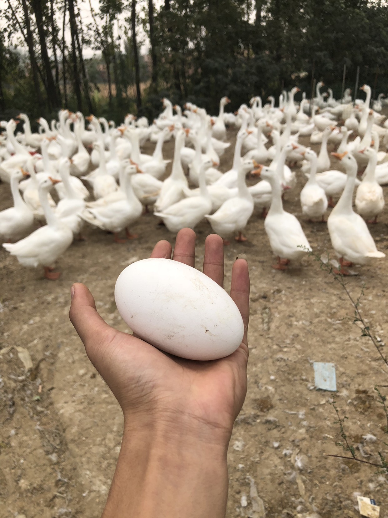 供应大厅  禽畜肉蛋  鹅蛋
