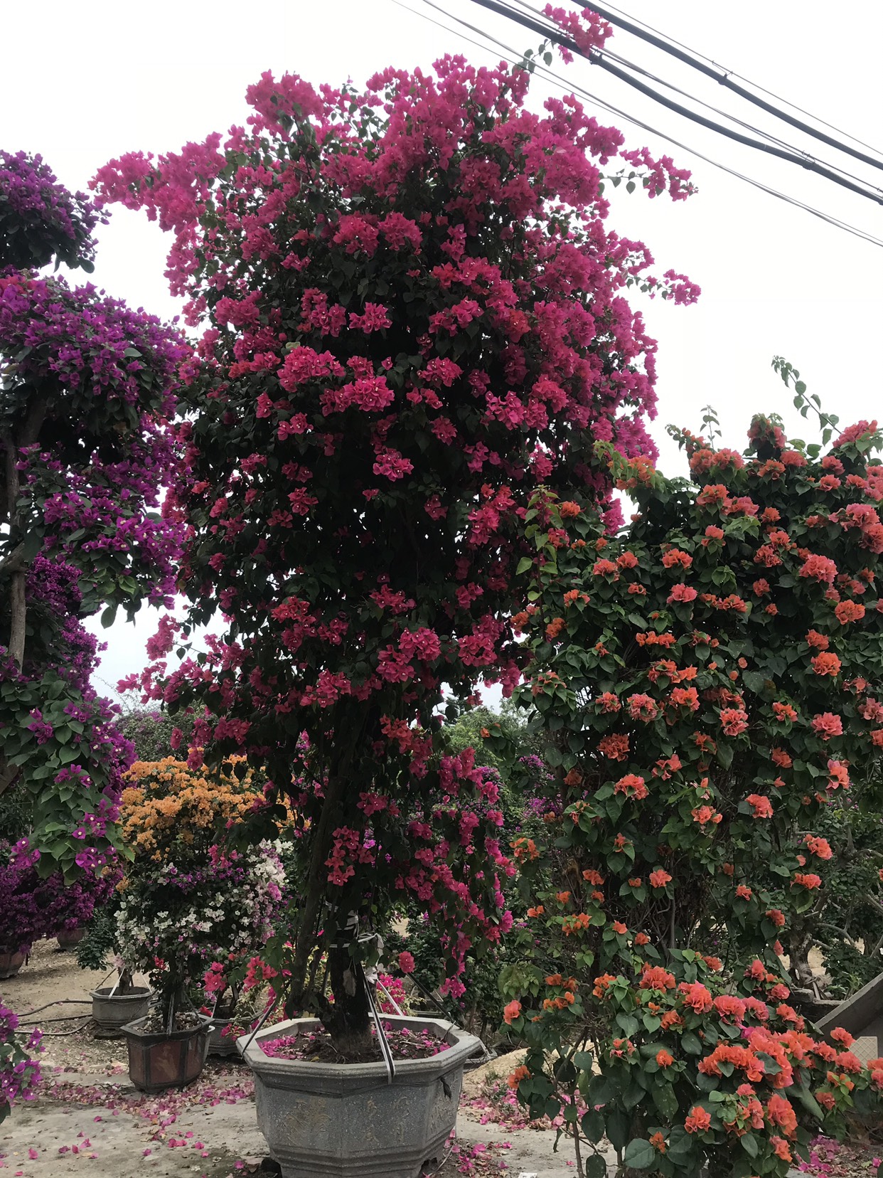 紫红三角梅