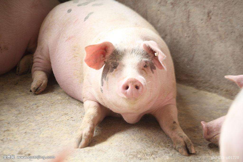 土白猪 160-200斤