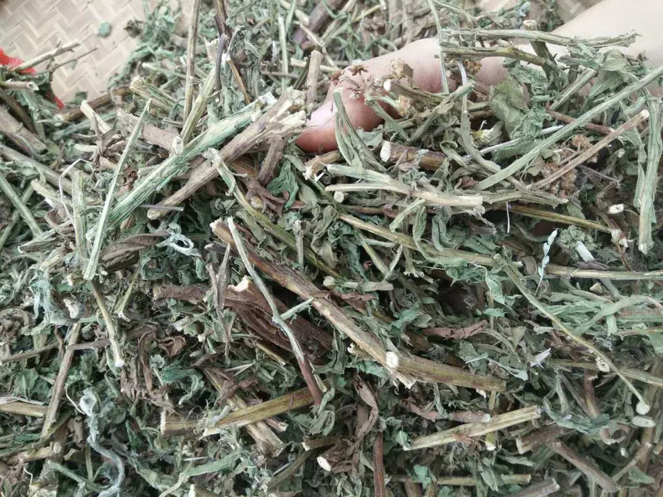 正品*生中草药六耳棱,六棱菊,百草王,六耳铃 四棱锋
