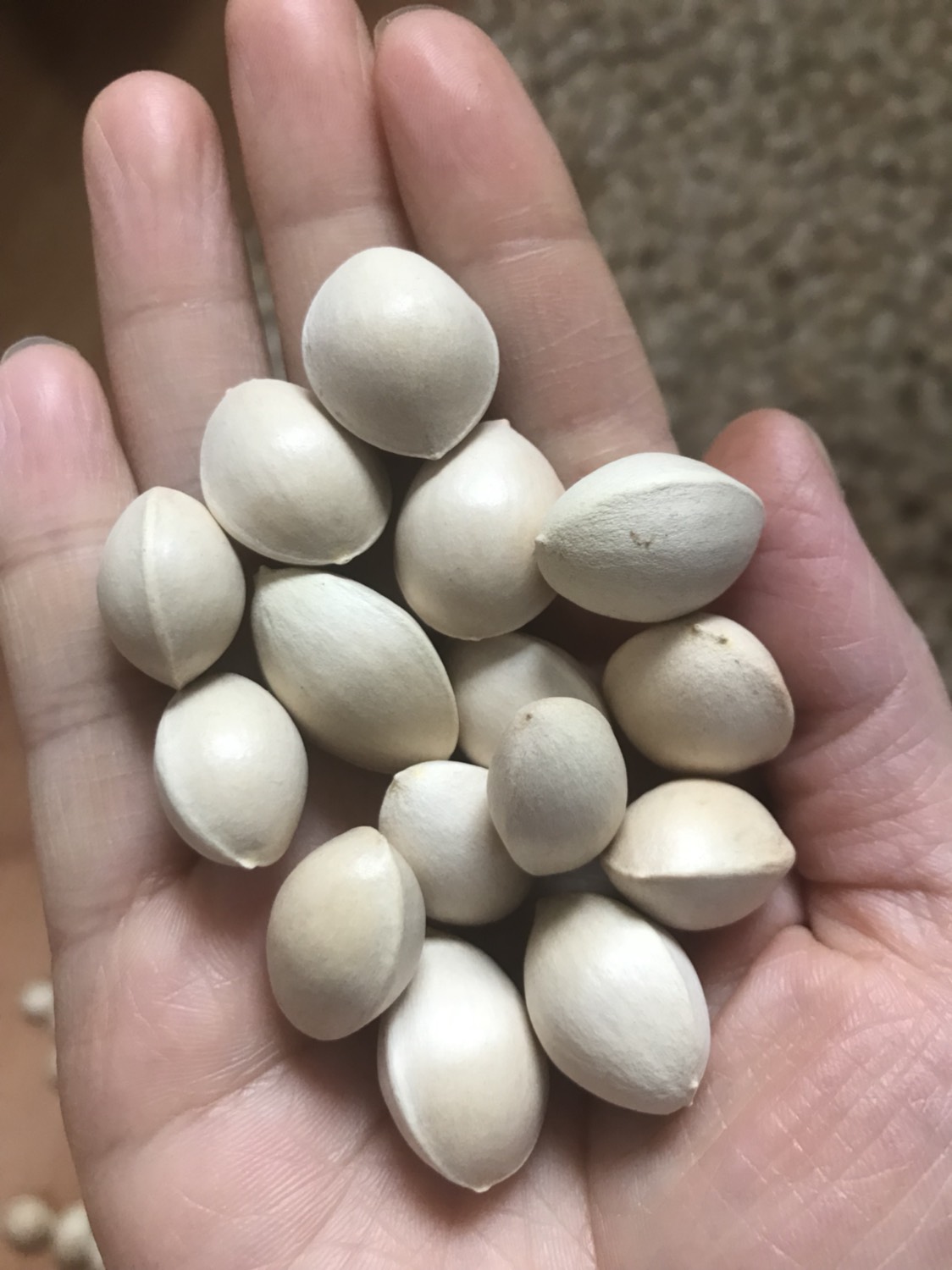 银杏果 