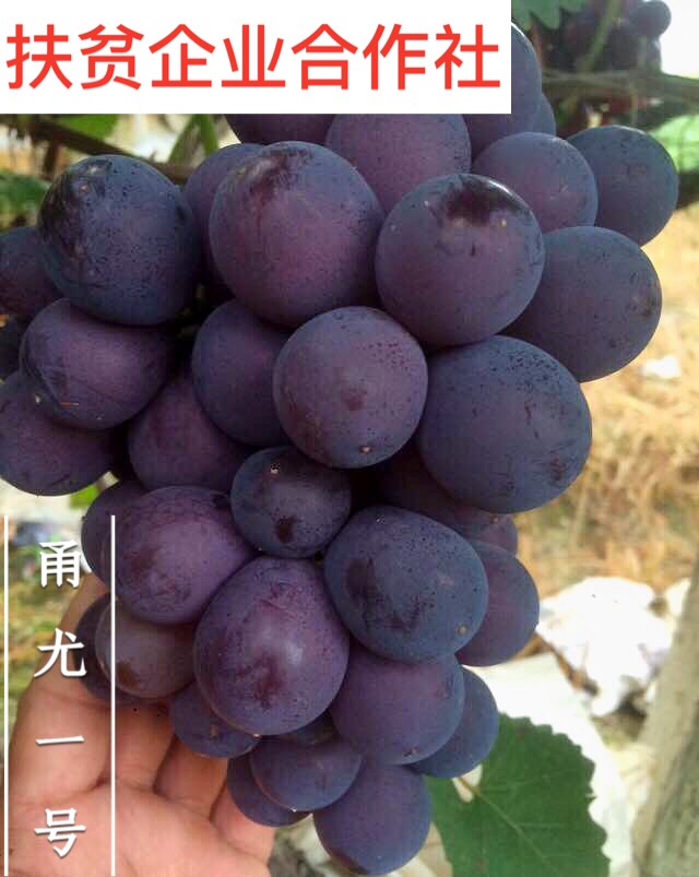 重庆甬优一号葡萄苗