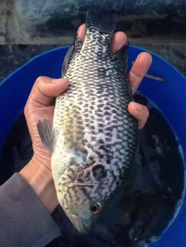 博罗县 【淡水石斑鱼,宝石斑】越冬大规格苗,产地直供,支持空运汽运