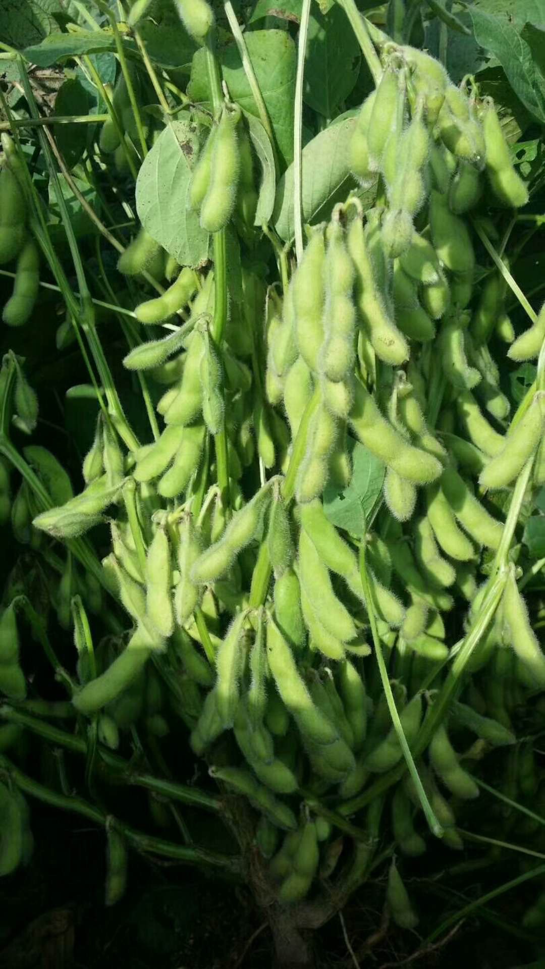 早熟毛豆种子