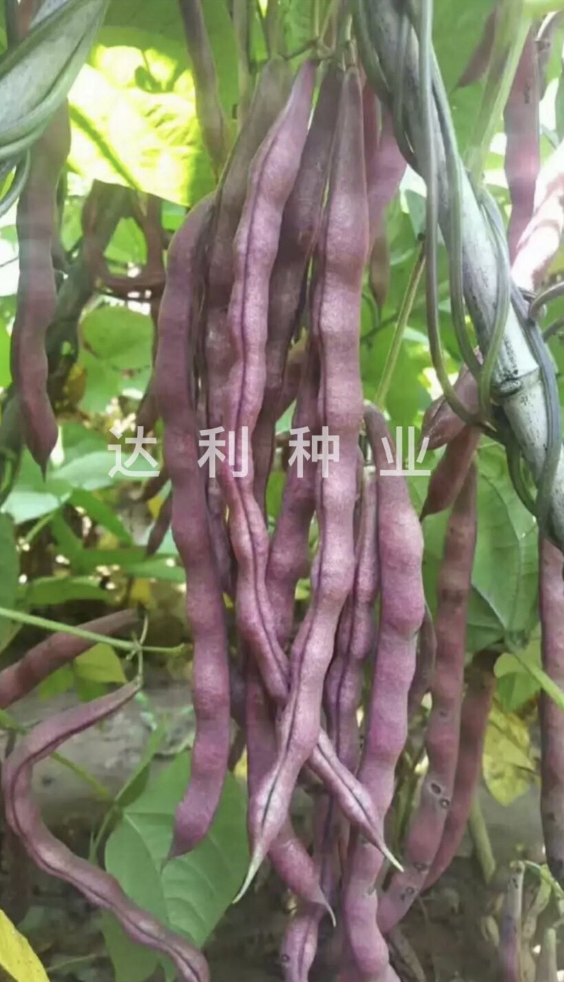 [紫红豇豆种子批发]红豆角种子 红满天 紫红四季架豆