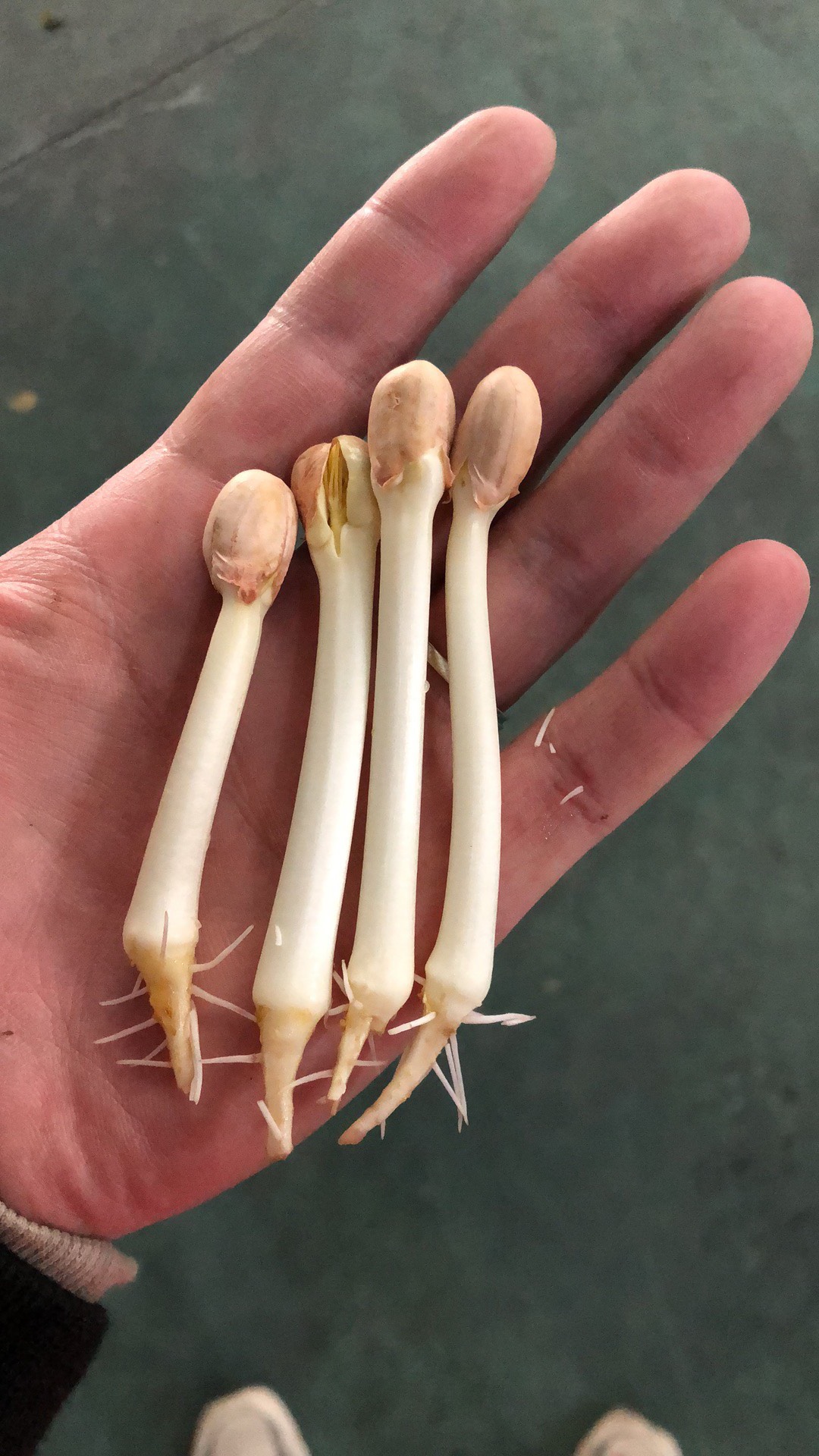 花生芽 5-10cm 人工种植