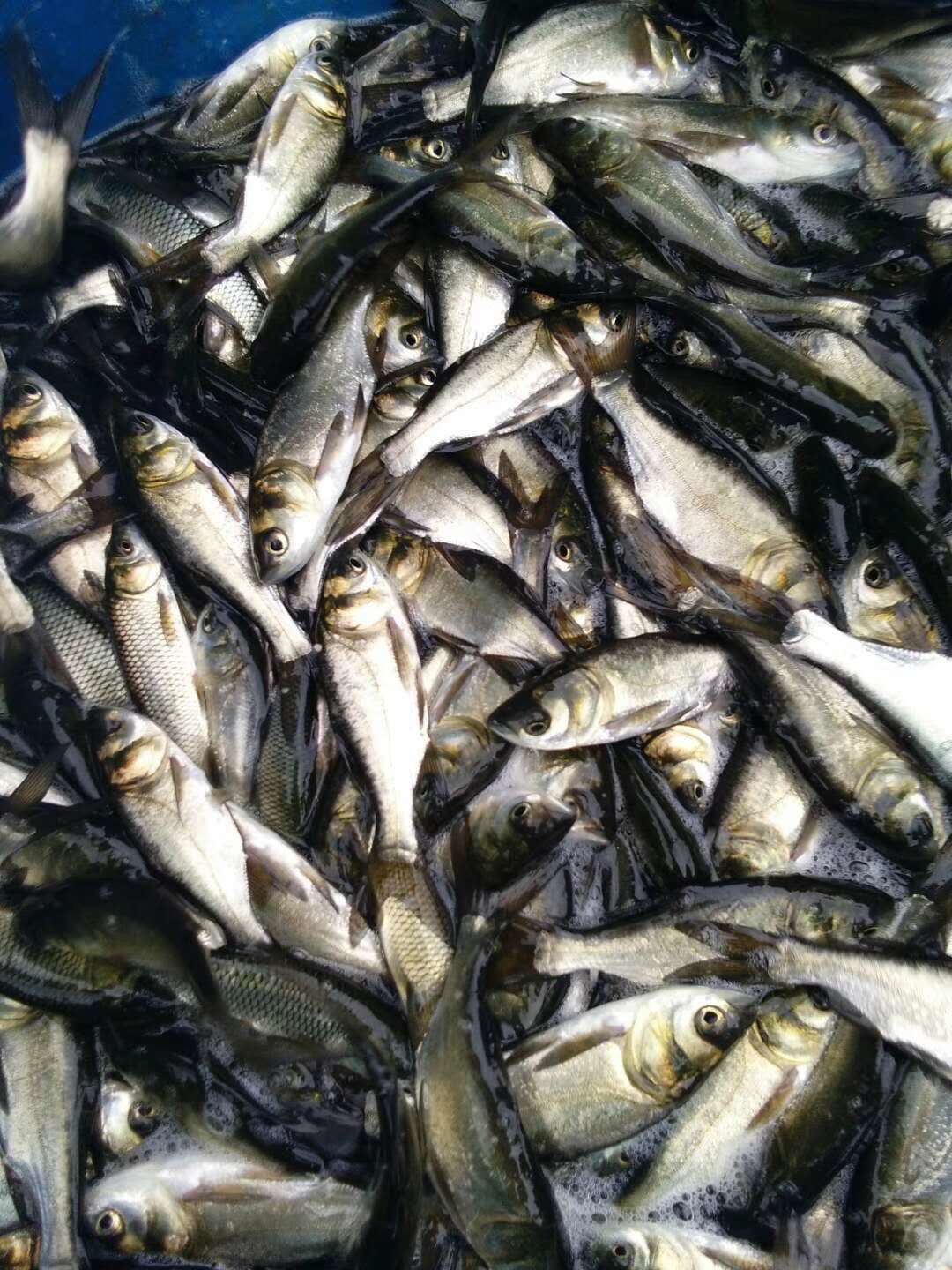 鱼苗 花白鲢鱼苗 包消毒下塘