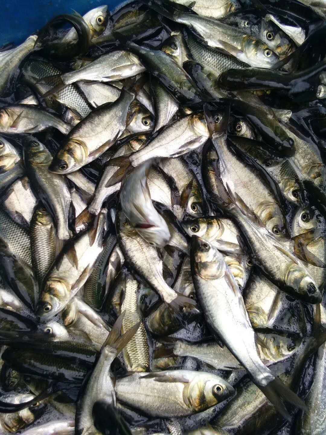 鱼苗 花白鲢鱼苗 包消毒下塘