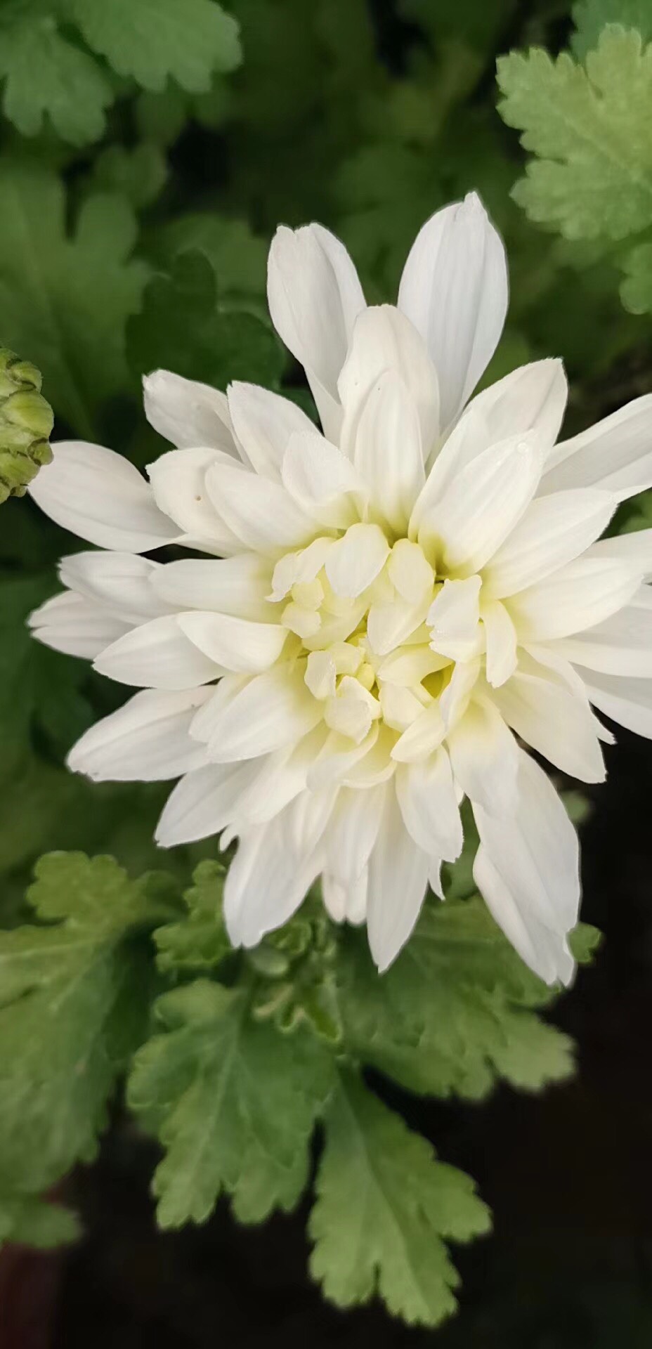 白菊花