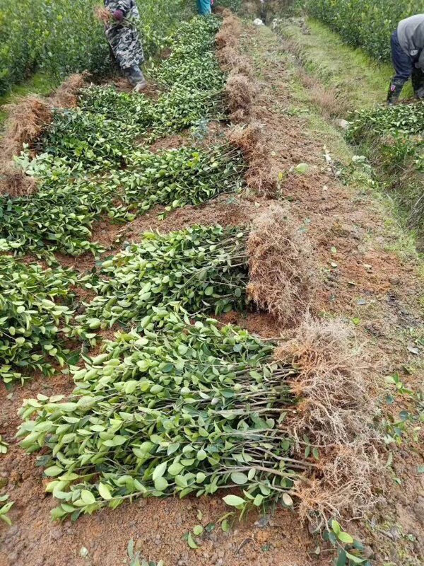 油茶树苗 嫁接长林高产系列40号4号53号18号