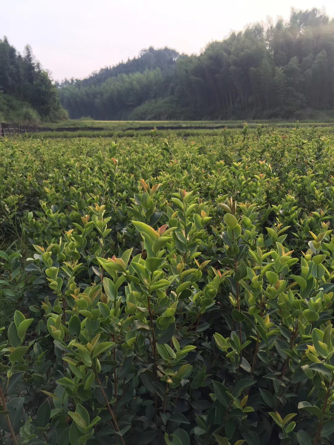 油茶树苗 嫁接长林高产系列40号4号53号18号