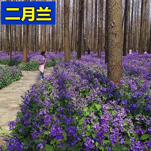 二月兰种子