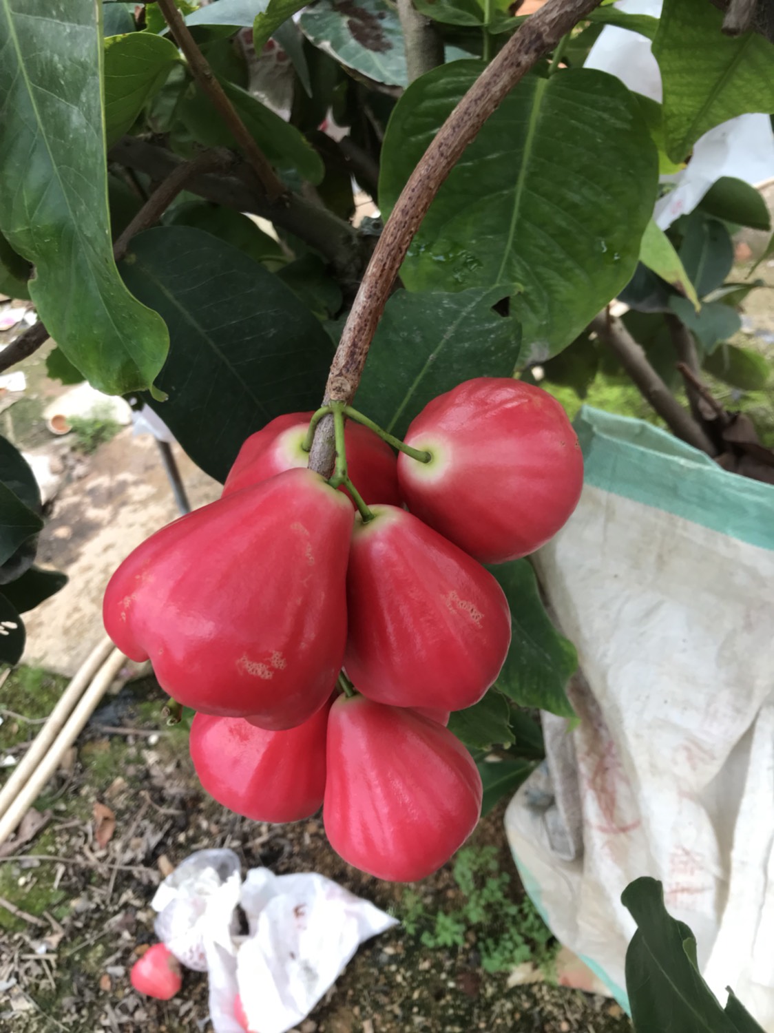 大叶红莲雾苗
