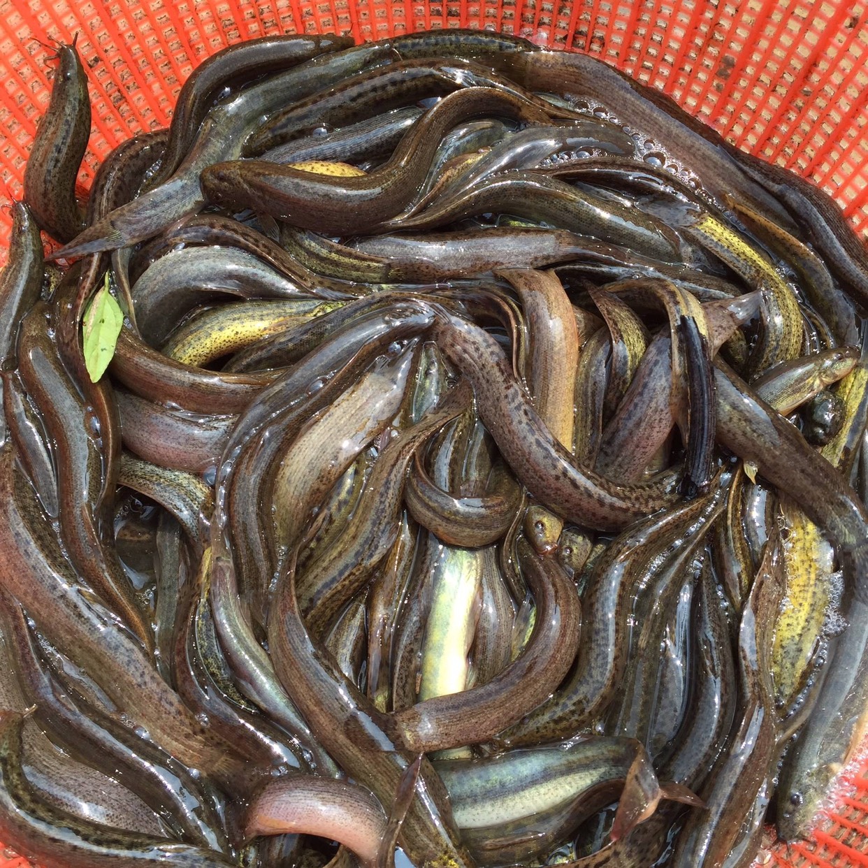 台湾泥鳅 8-10cm 人工养殖 35尾/公斤