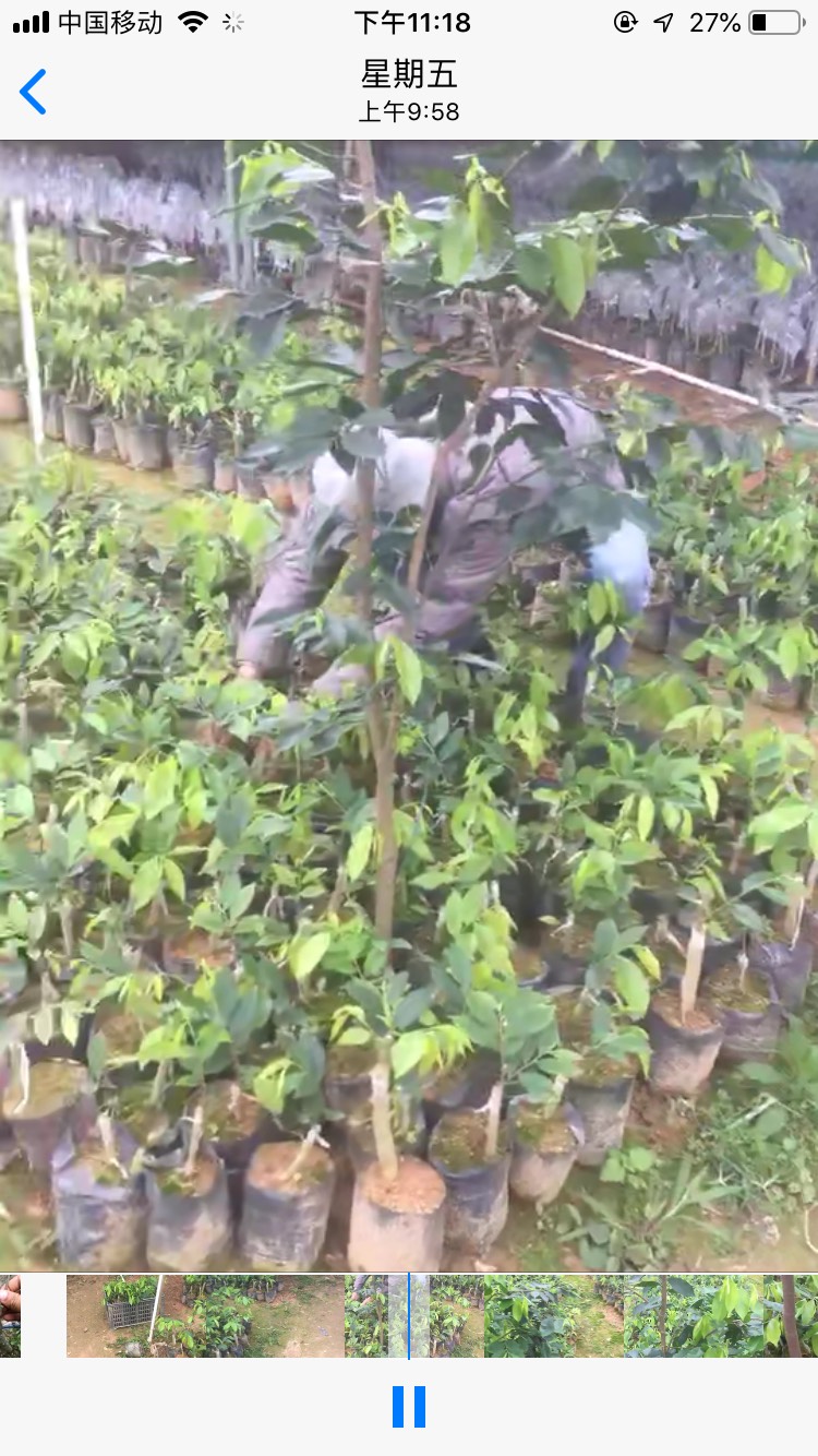 奇楠沉香树