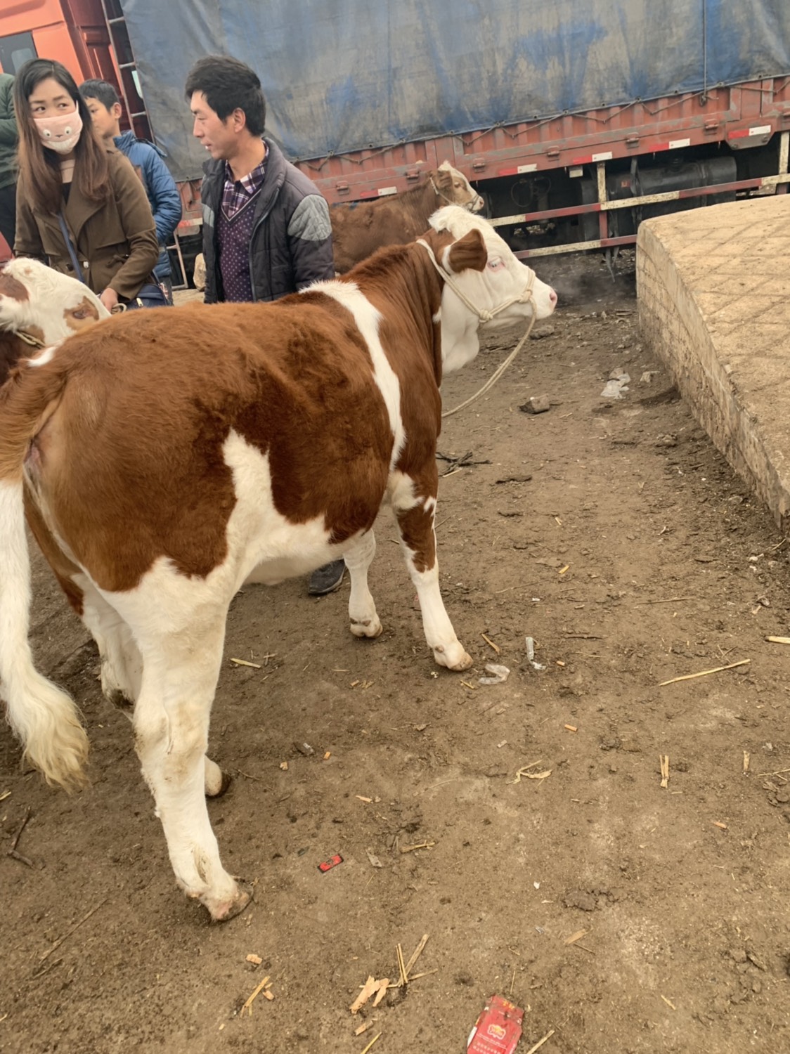 西门塔尔牛 400-600斤 母牛