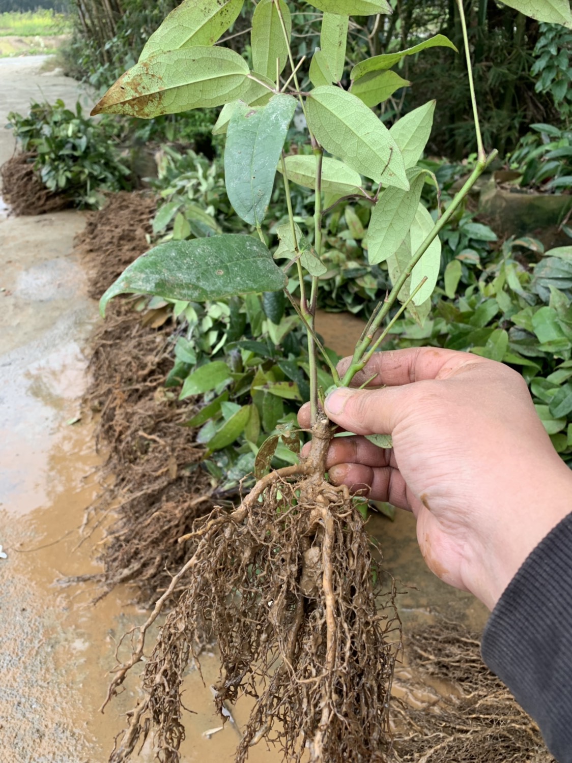 九月黄金蕉苗 九月黄改良苗,特色水果种苗.