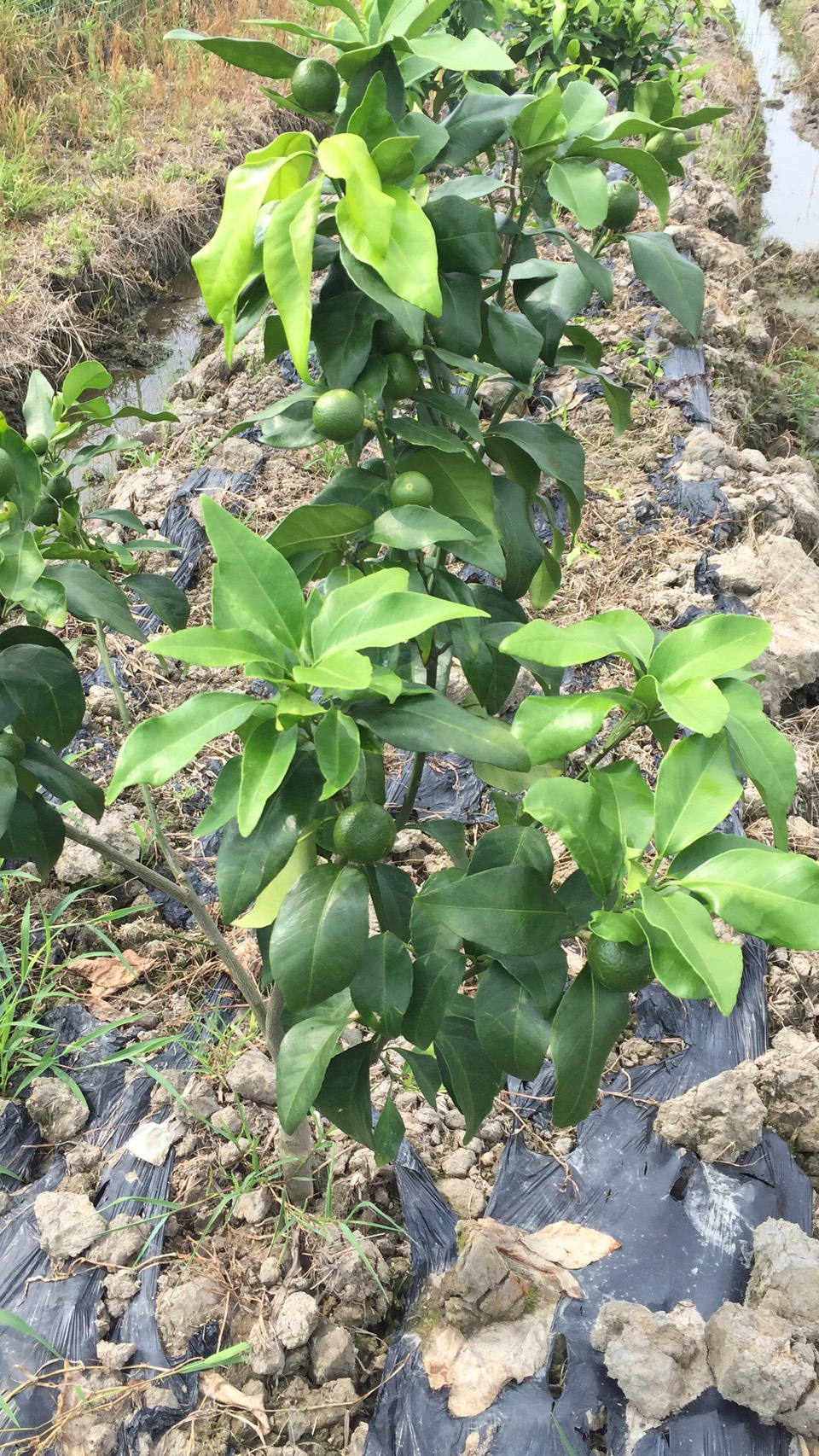 红美人柑橘苗 0.5~1米 嫁接苗