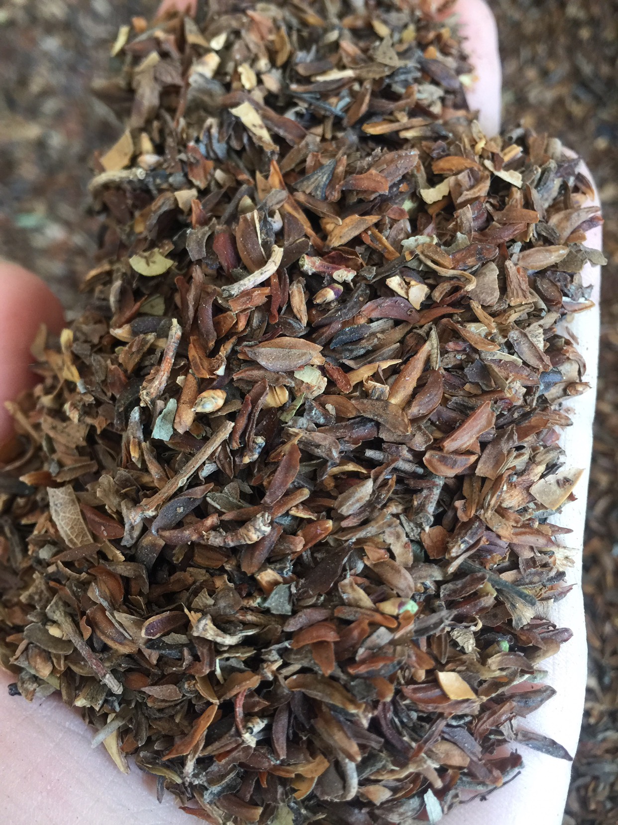 东北连翘种子 华北连翘
