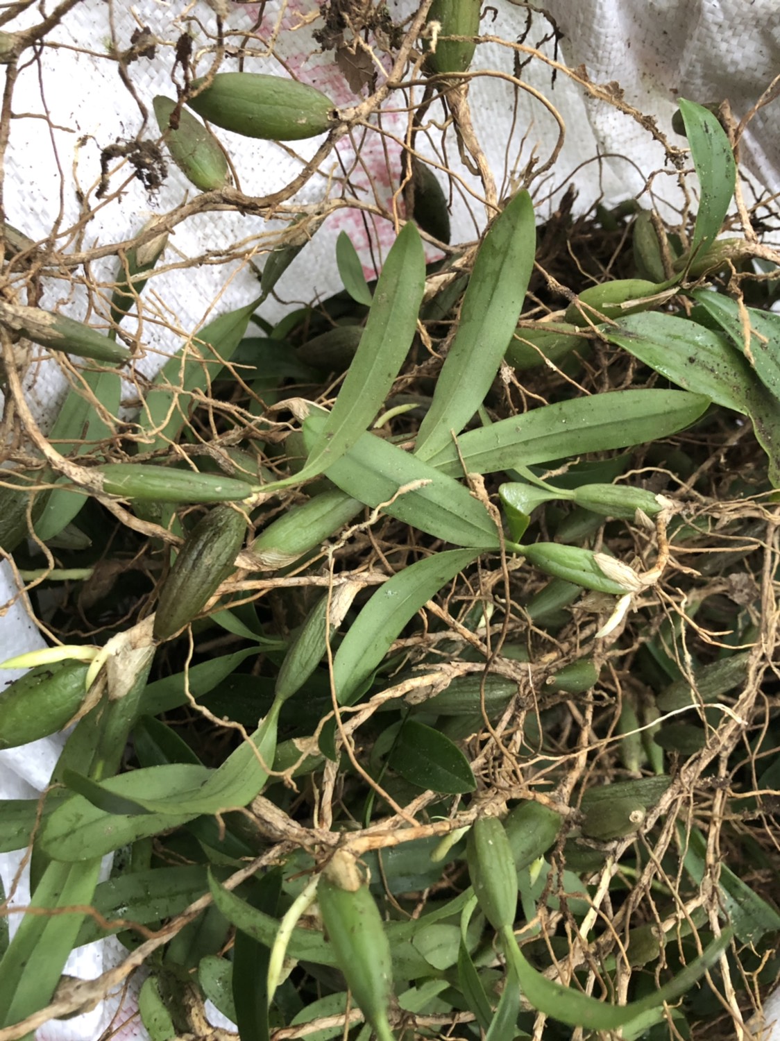 石橄榄 批发双叶中号