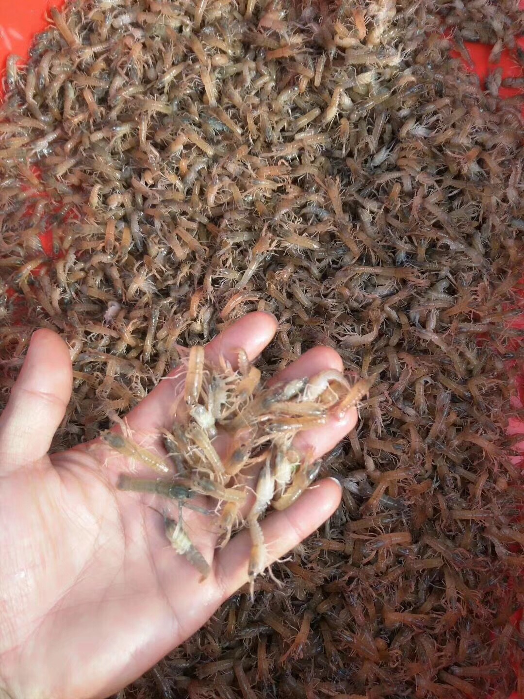 澳洲淡水小龙虾苗