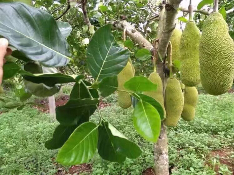 四季菠萝蜜苗