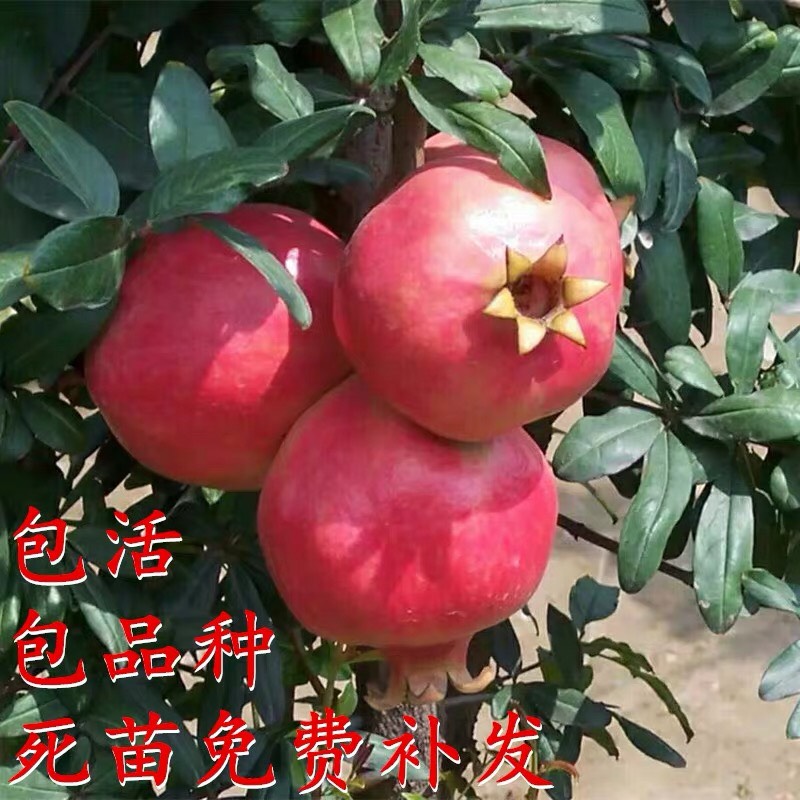 蒙阳红石榴苗 包品种包质量包成活