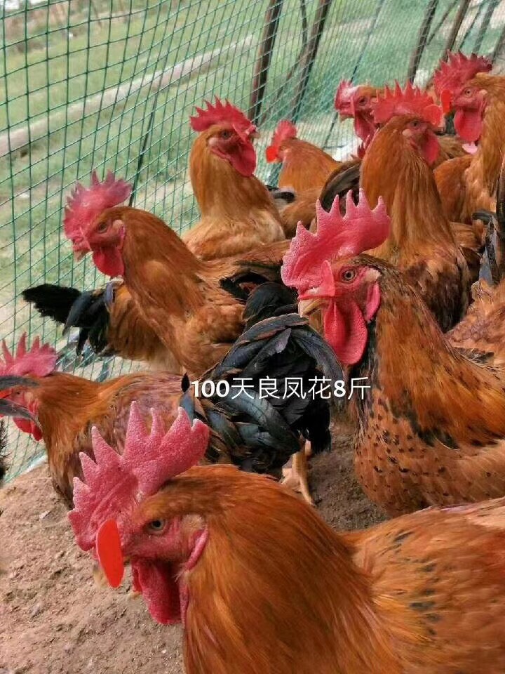 良凤花鸡苗