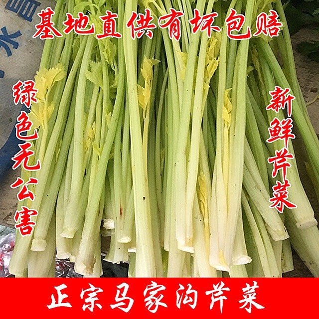 正宗马家沟芹菜有机新鲜嫩芯