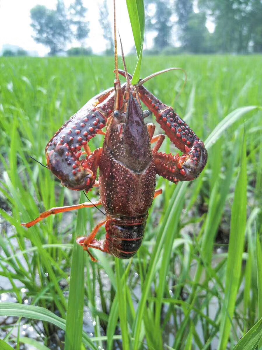 盱眙小龙虾 7-9钱 稻田虾