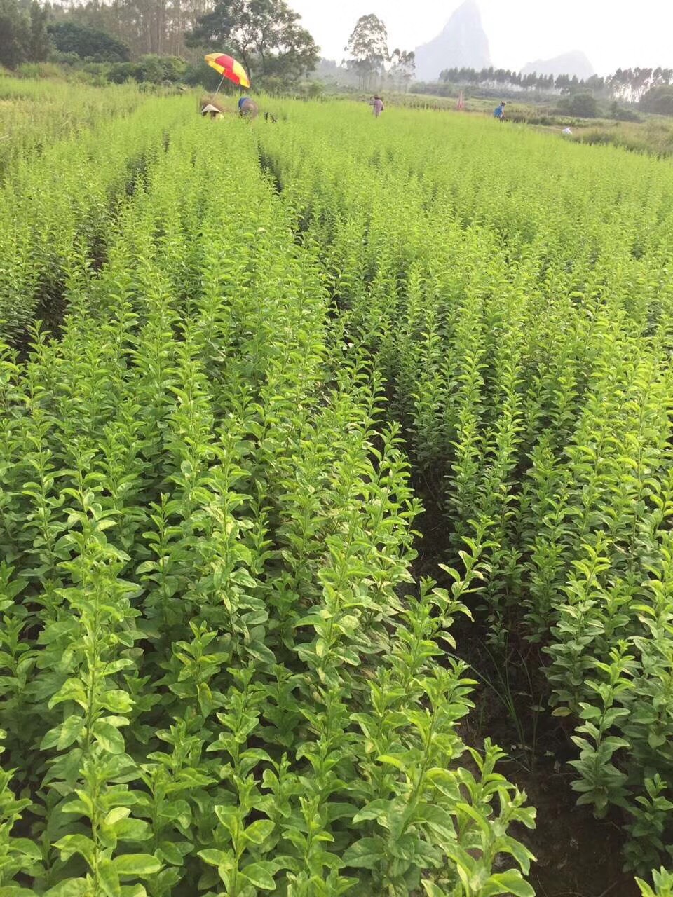 枸杞叶苗叶用枸杞菜苗枸杞苗食用菜用甜菜种子苗大叶枸杞苗