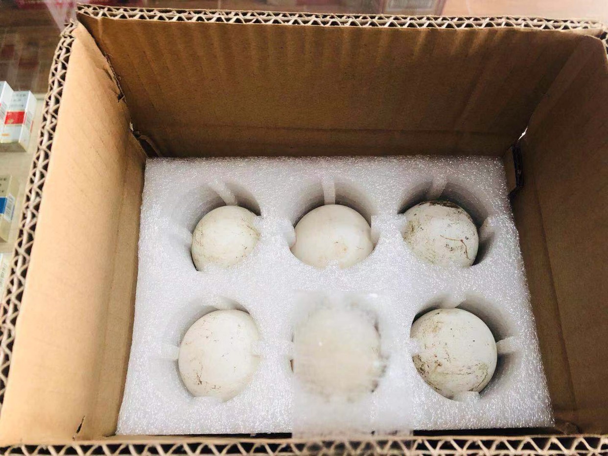 河南焦作中站区种鹅蛋 箱装 孵化