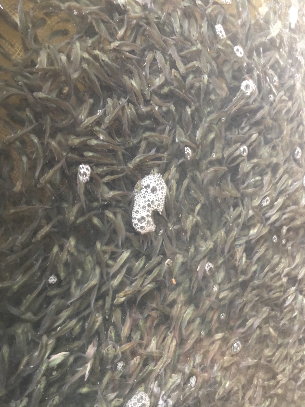 供应大厅  水产 鱼苗  商品详情  本养殖基地成立已经十多年,分别在