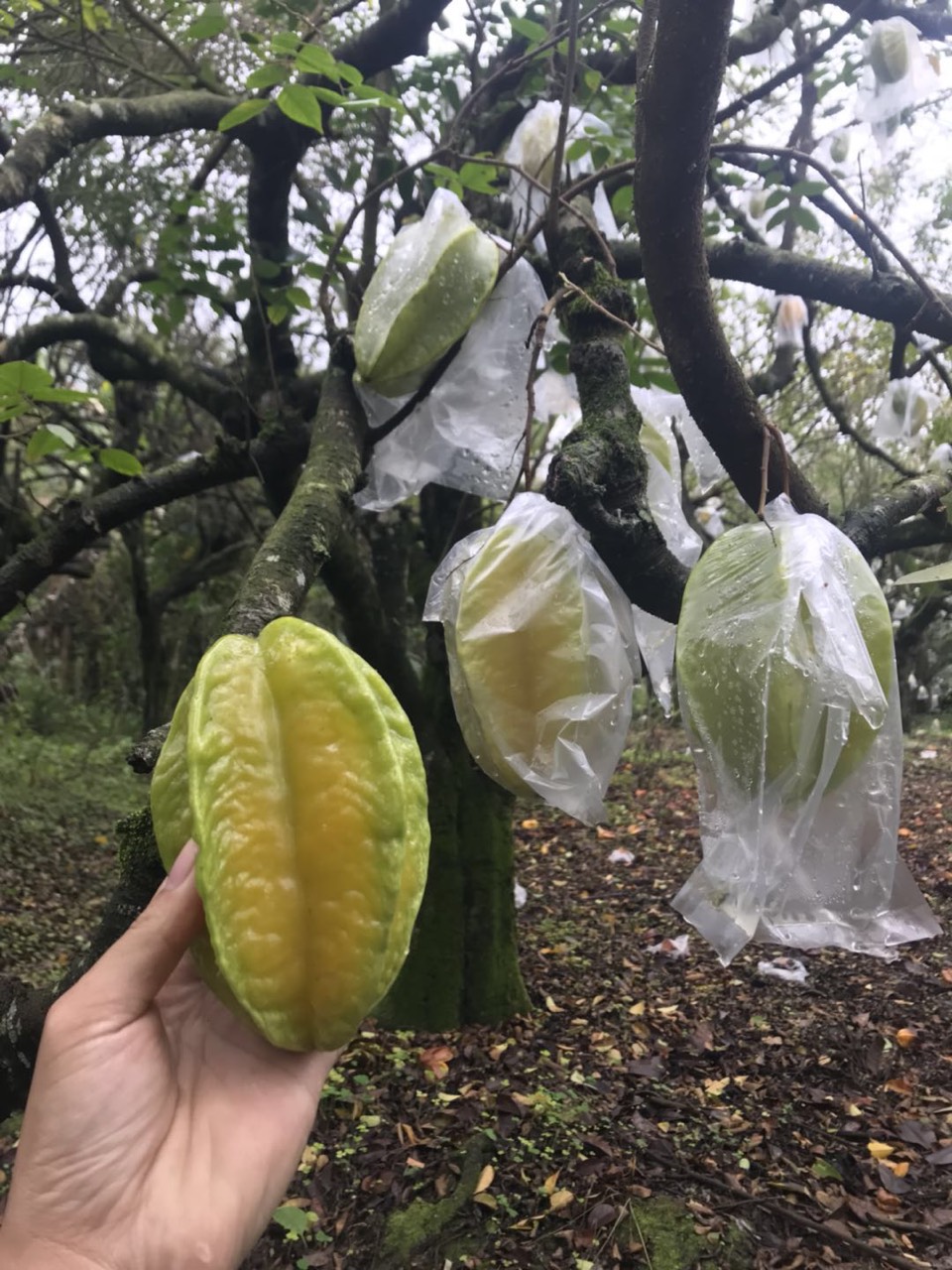台湾甜杨桃树