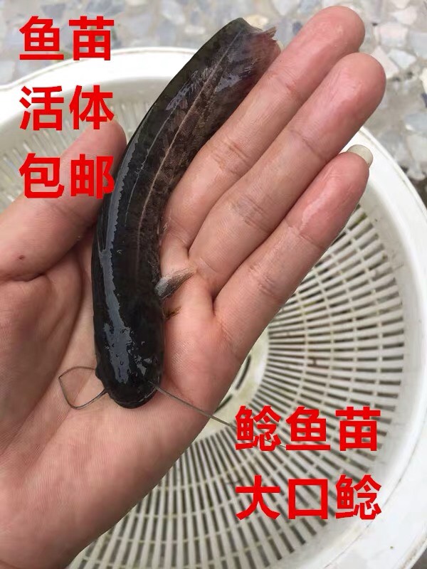 鲶鱼苗 0.35 元/尾