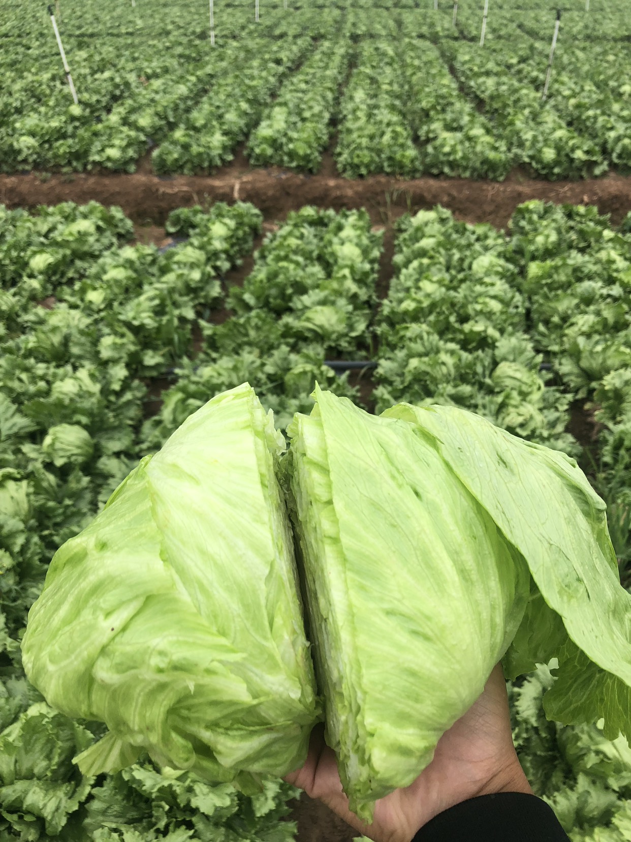 结球生菜 1斤以上