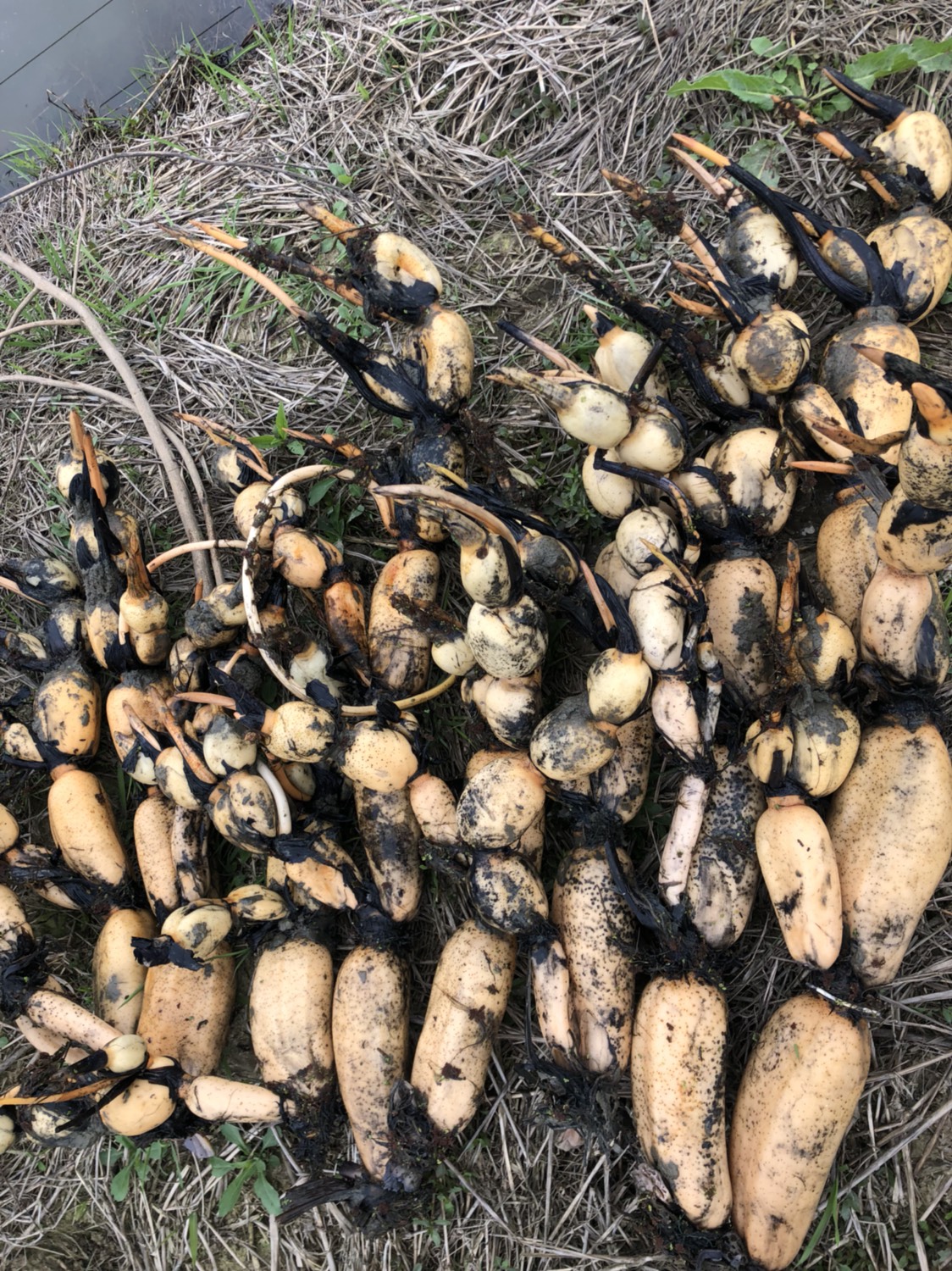 3735藕苗 高产食用藕种根 莲藕苗种根