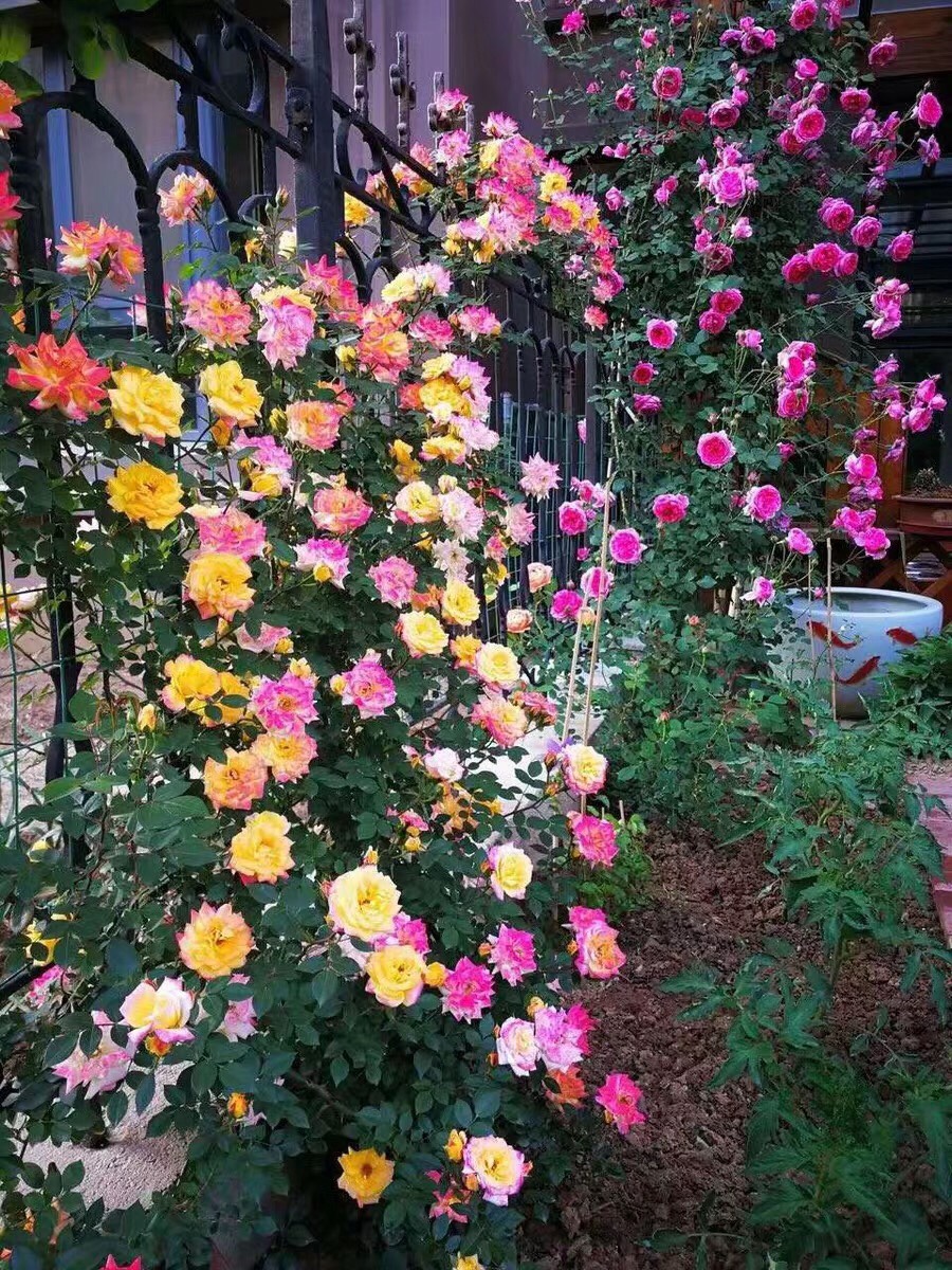 江苏宿迁沭阳县腾彩虹月季 藤本月季花红龙爬藤月季粉丝龙沙