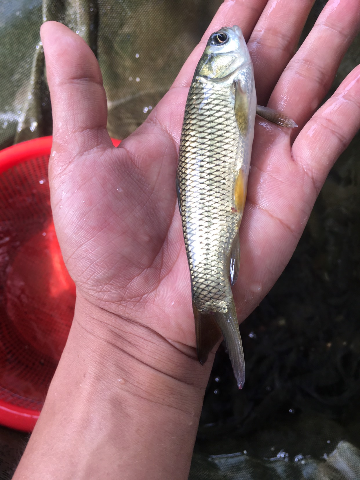 长江草鱼苗,草鱼水花苗