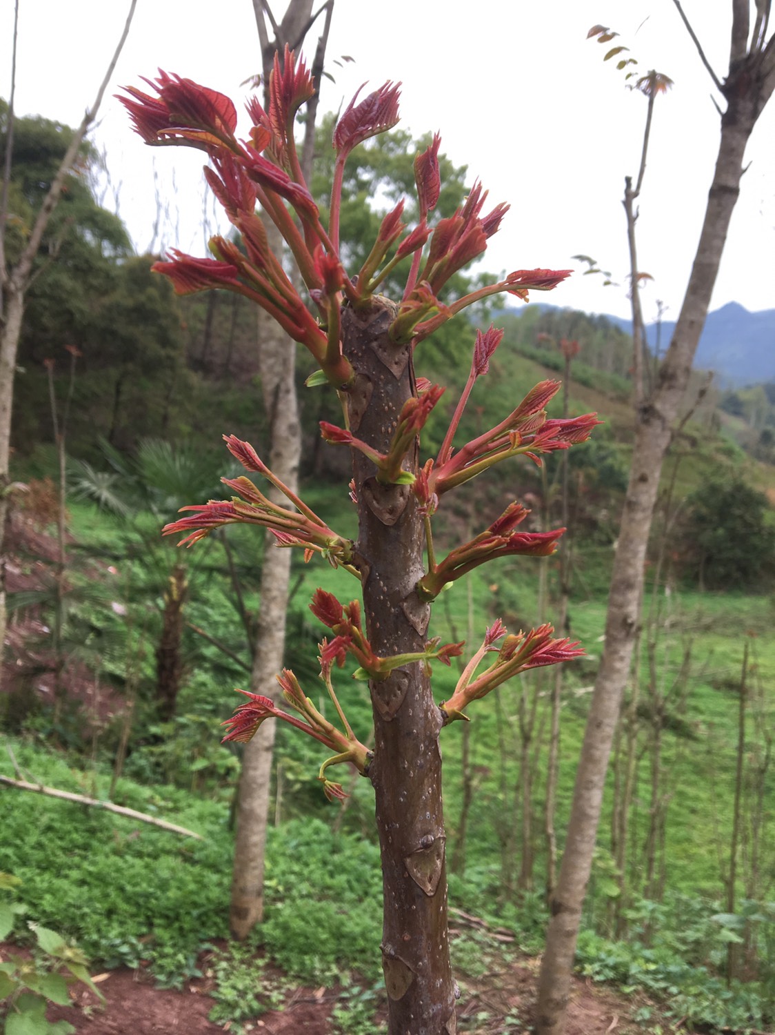 香椿芽 