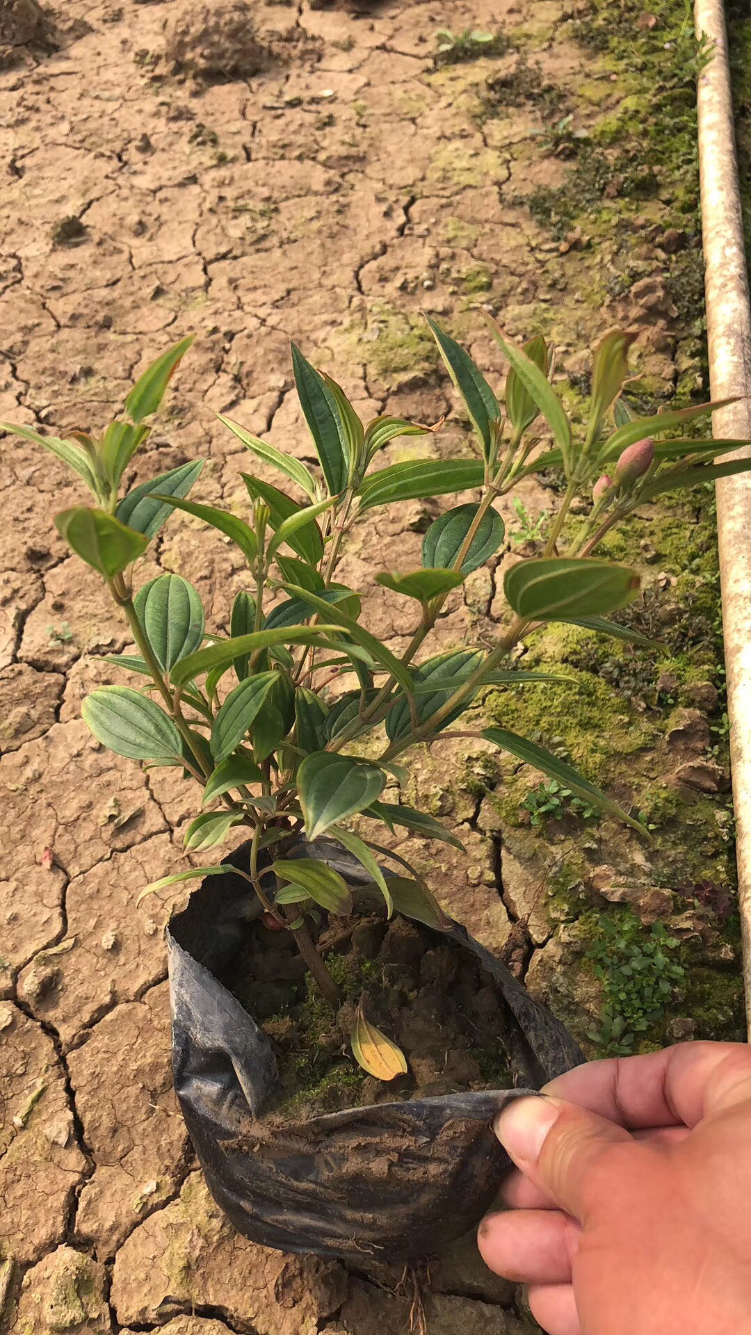 巴西野牡丹高15-20公分小袋苗 带花苞原土发货 花卉植物