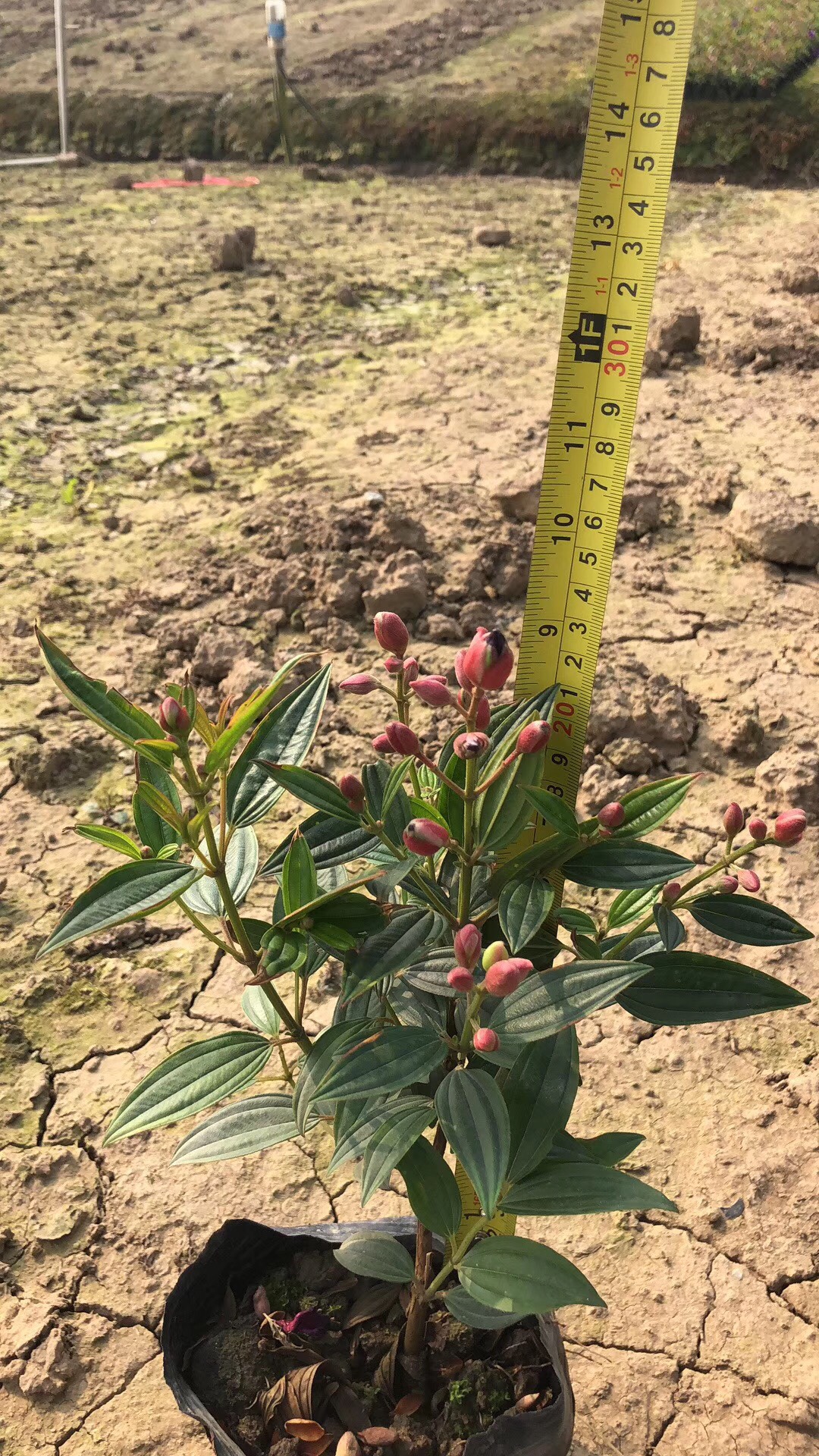 巴西野牡丹高15-20公分小袋苗 带花苞原土发货 花卉植物