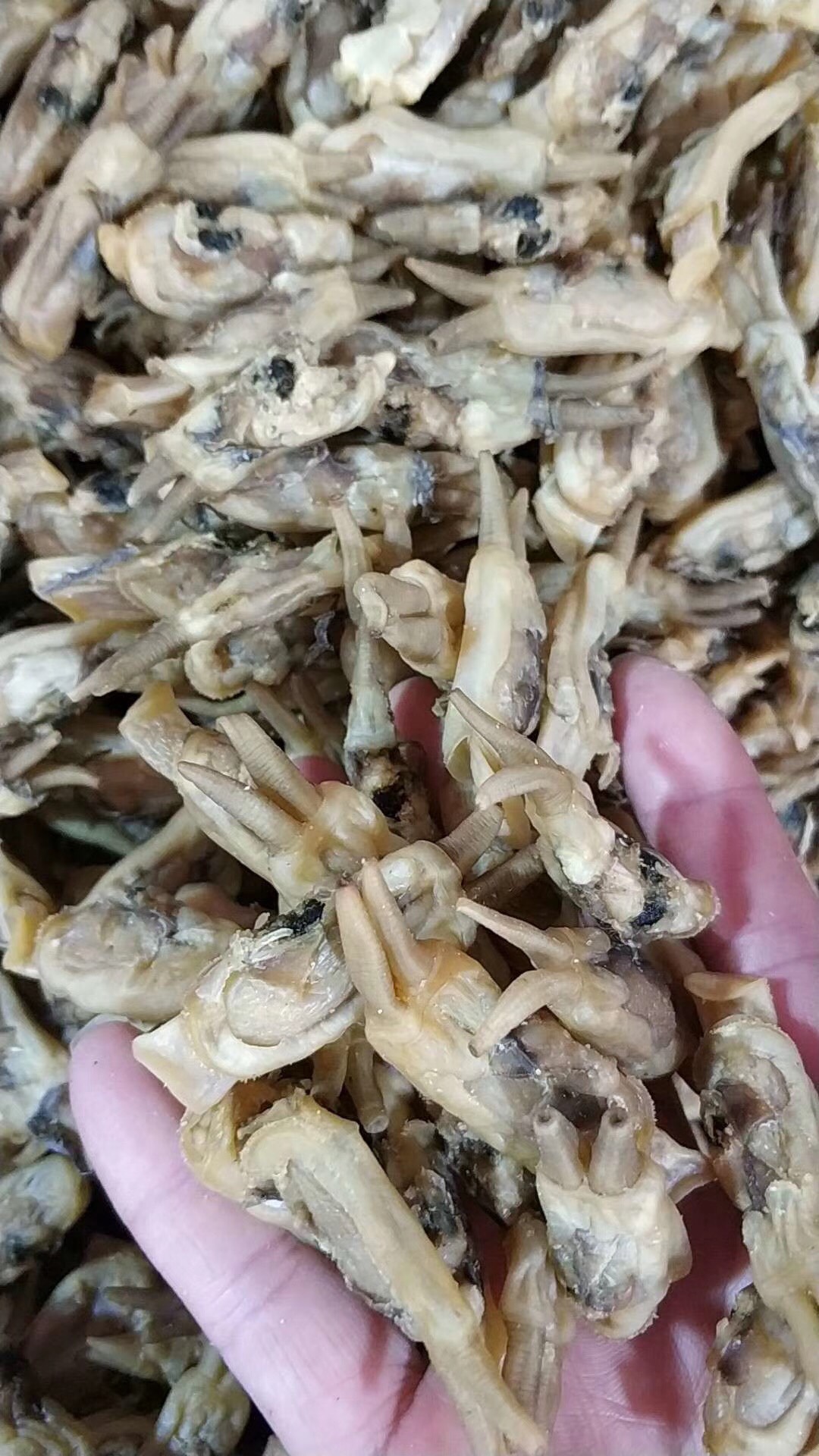 蛏干