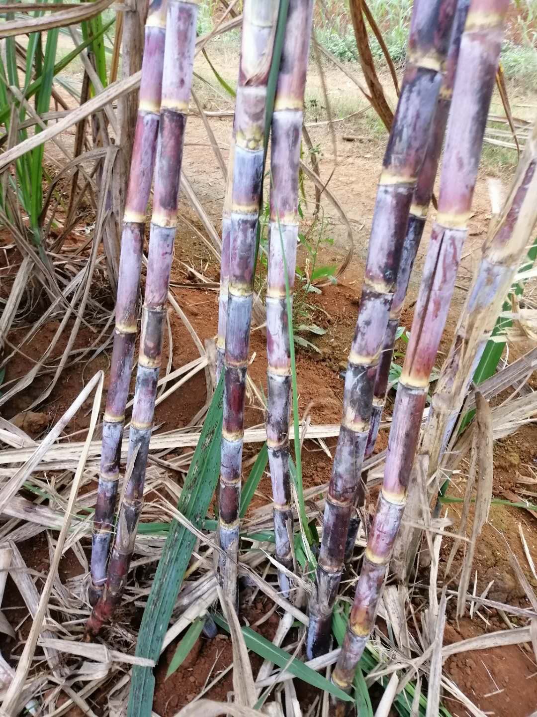 桂糖46号甘蔗苗 ,柳城136